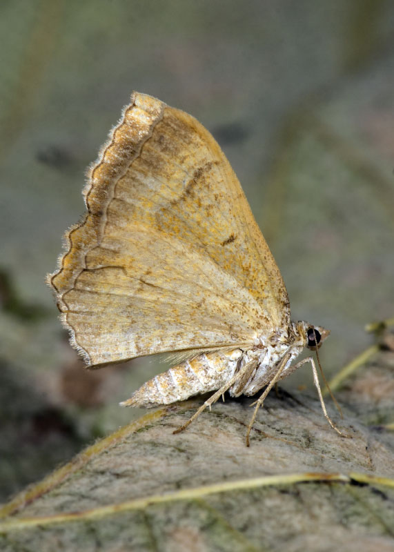 Camptogramma bilineata - Geometridae